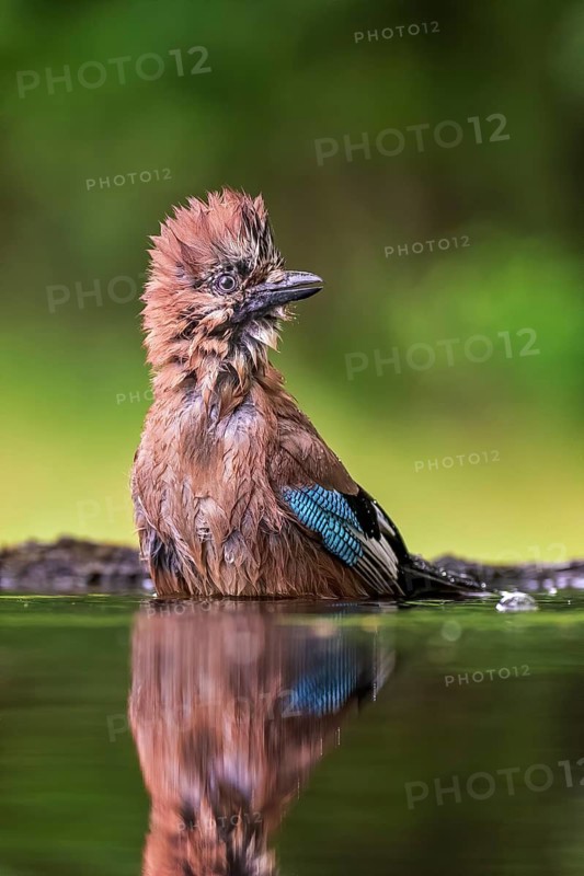 Eurasian Jay (Garrulus glandarius) at a waterhole, Hungary