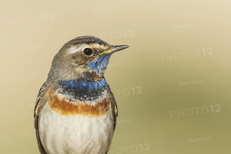 Bluethroat (Luscinia svecica svecica) male, Eilat, Israel