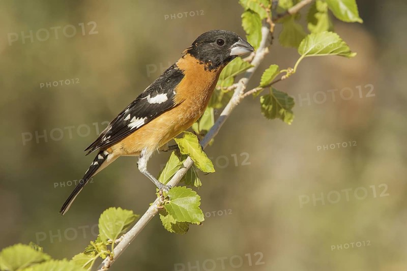 Black-headed Grosbeak (Pheucticus melanocephalus) male, California, USA