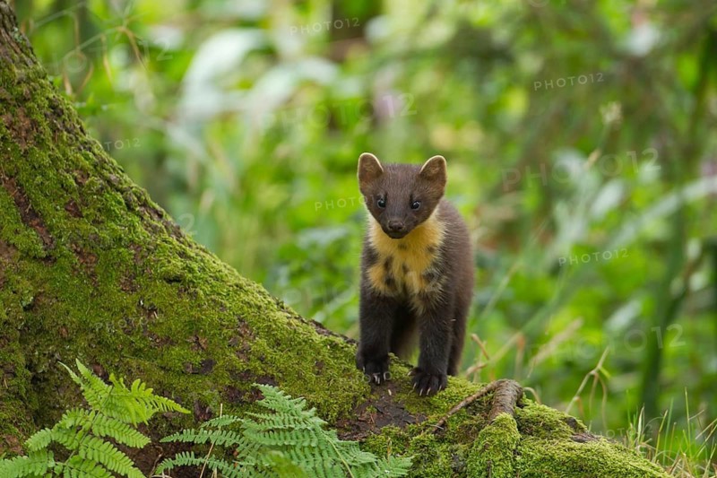 European pine marten (Martes martes) adult animal on the base of a tree in a woodland in summer, Scotland, United Kingdom