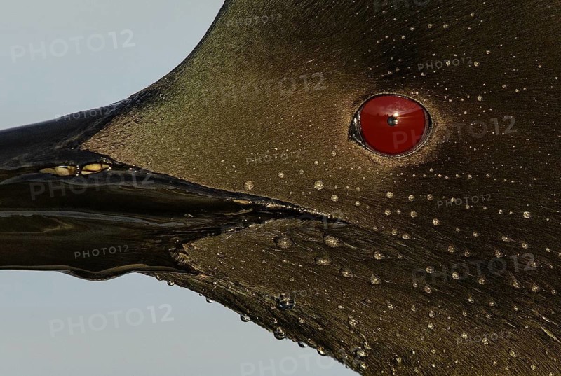 Great Northern Loon (Gavia immer), British Columbia, Canada