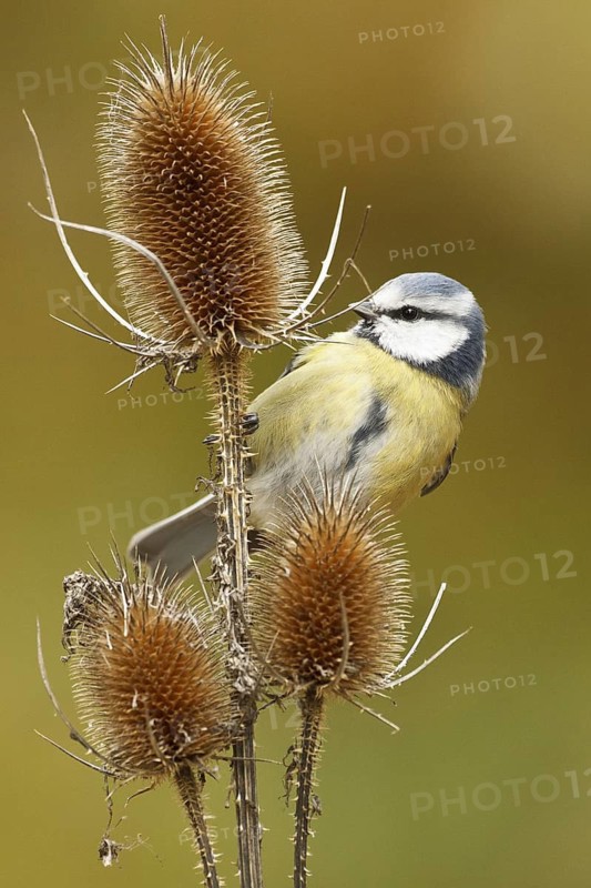 Eurasian Blue Tit (Cyanistes caeruleus), Rhineland-Palatinate, Germany