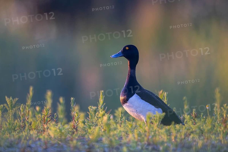 Tufted Duck (Aythya fuligula) male, North Rhine-Westphalia, Germany