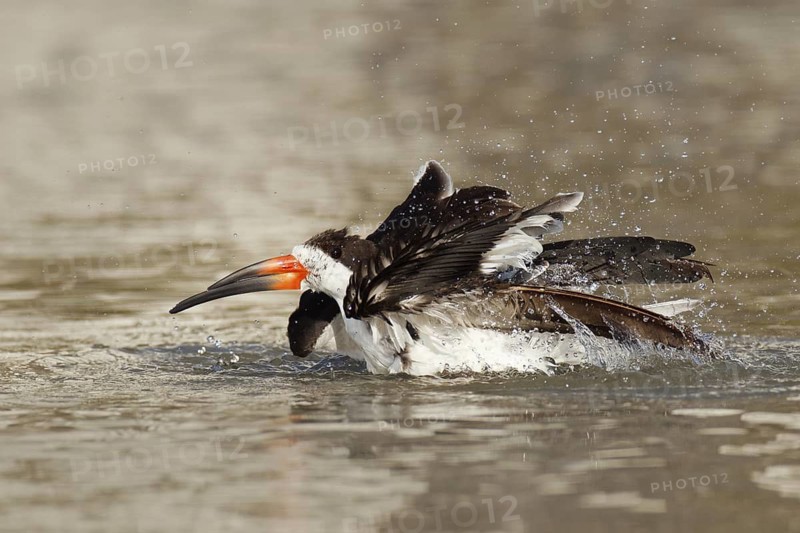 Black Skimmer (Rynchops niger) bathing, Florida, USA