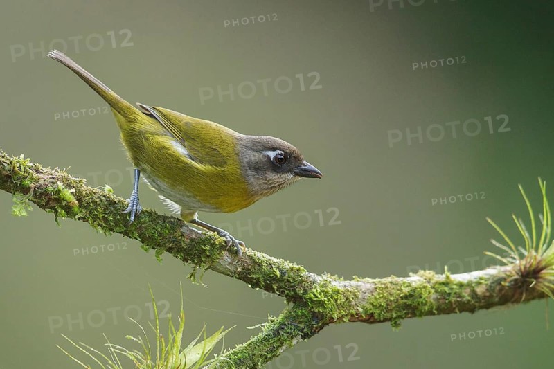 Common Bush-Tanager (Chlorospingus ophthalmicus) perched on a branch in Costa Rica