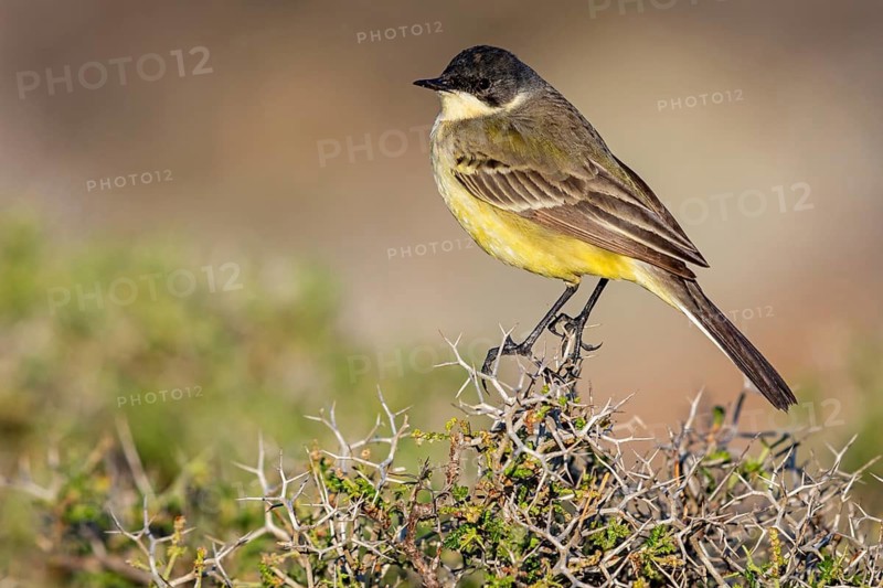Maskenschaftstelze, Black-headed Yellow Wagtail, Black-headed Wagtail, Motacilla flava feldegg, Motacilla feldegg, Bergeronnnette à tête noire, Lavandera Boyera Balcánica