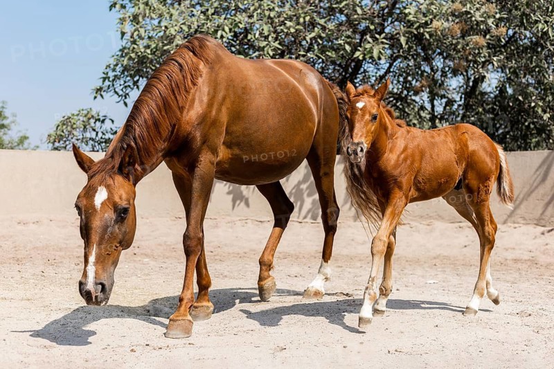 A young chestnut foal stands beside its mother in a sunlit paddock. The mare grazes calmly while the foal explores its surroundings. Lush trees form the backdrop