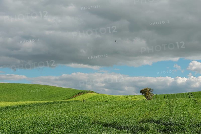 Vast green fields stretch under a dramatic sky with gray clouds, highlighting a single tree. The vibrant colors in the crop create a striking contrast against the dynamic sky