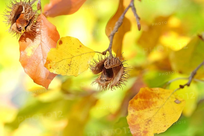 European beech (Fagus sylvatica), Babelsberg Park, Germany