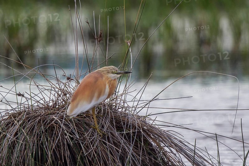 Squacco Heron (Ardeola ralloides), Greece
