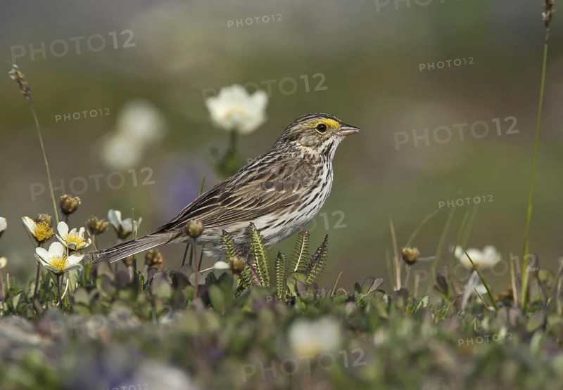 Savannah Sparrow (Passerculus sandwichensis), Alaska, USA