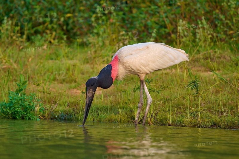 A thirsty Jabiru drinks from a body of water, its characteristic colours stand out from the surroundings, Jabiru (Jabiru mycteria), Pantanal, Mato Grosso, Brazil