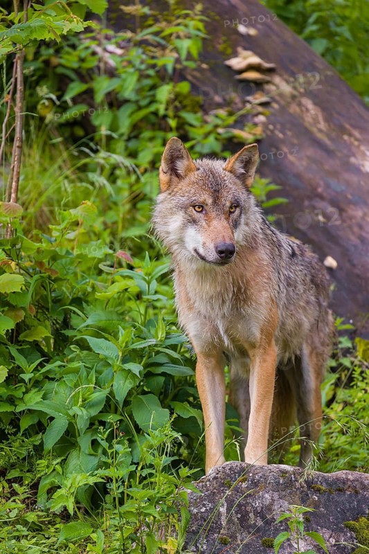 A eurasian gray wolf (Canis lupus lupus) stands on a hill between rocks and logs, watching something