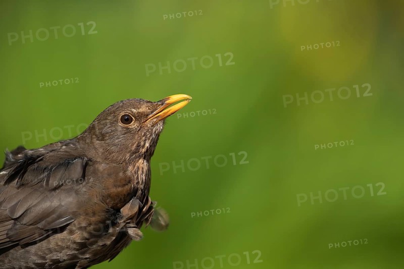 European blackbird (Turdus merula) adult female garden bird head portrait, Suffolk, England, United Kingdom