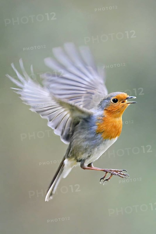 European robin (Erithacus rubecula) in flight, Meienberg, Canton Aargau, Switzerland