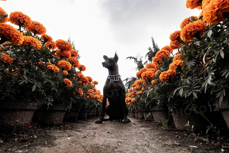 A Xoloitzcuintle dog sits proudly among rows of blooming cempasuchil flowers in Xochimilco, Mexico. These symbolic elements honor Day of the Dead traditions and indigenous cultural heritage