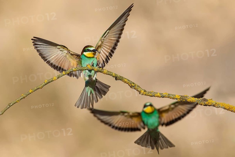 European Bee-eater (Merops apiaster) perched on a branch, Poland
