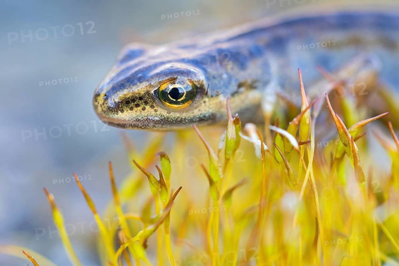 Pond newt, (Lissotriton vulgaris), Triturus vulgaris, animals, amphibians, amphibian family, amphibians, tailed amphibian, Wormser Ried nature reserve, Worms district, Rhineland-Palatinate, Germany