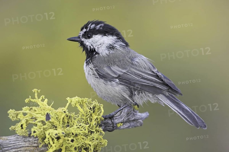 Mountain Chickadee (Poecile gambeli), Oregon, USA