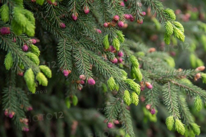 Oriental spruce (Picea orientalis), Cambridge Botanical Garden, Czech Republic
