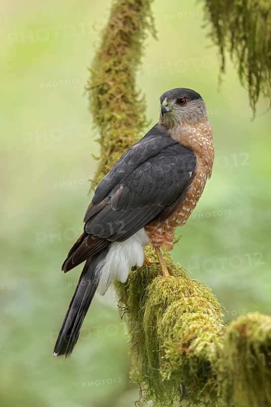 Coopers Hawk (Accipiter cooperii) perched on a branch in Victoria, BC, Canada
