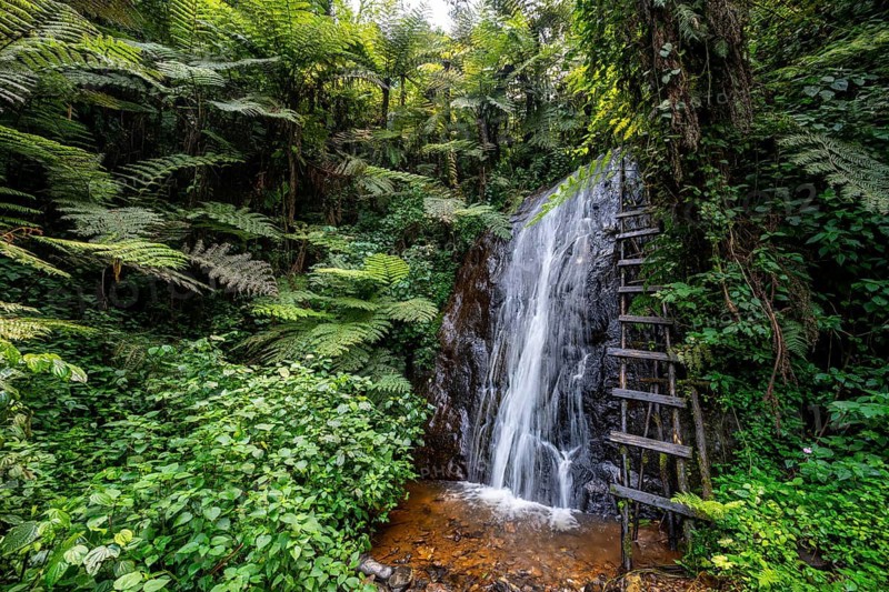 Waterfall in rainforest with tree ferns, Rushaga, Bwindi Impenetrable Forest, Uganda