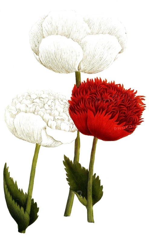 Botany, plants, papaver fativum, historical botanical name that is now synonymous with opium poppy, papaver somniferum, or cultivated garden poppy