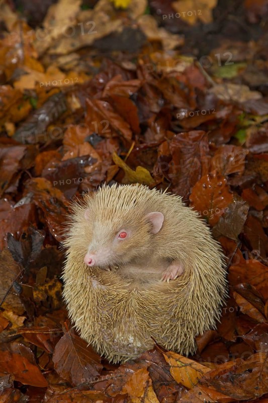 European hedgehog (Erinaceus europaeus) adult white or albino animal on a pile of fallen autumn colour leaves in a garden during hibernation, Suffolk, England, United Kingdom