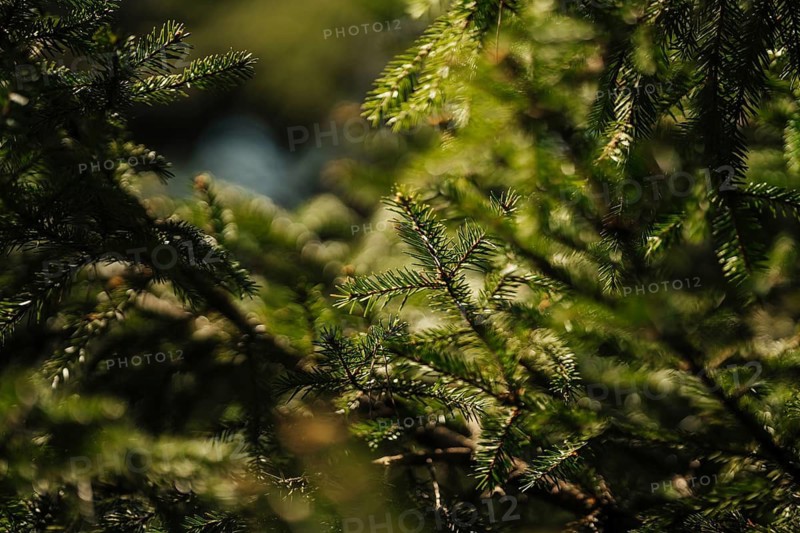 Close up of lush green spruce tree branches bathed in soft, natural sunlight. The detailed texture of the needles creates a serene and organic feel, showcasing nature beauty