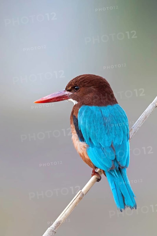 White-throated kingfisher (Halcyon smyrnensis), Israel, Middle East