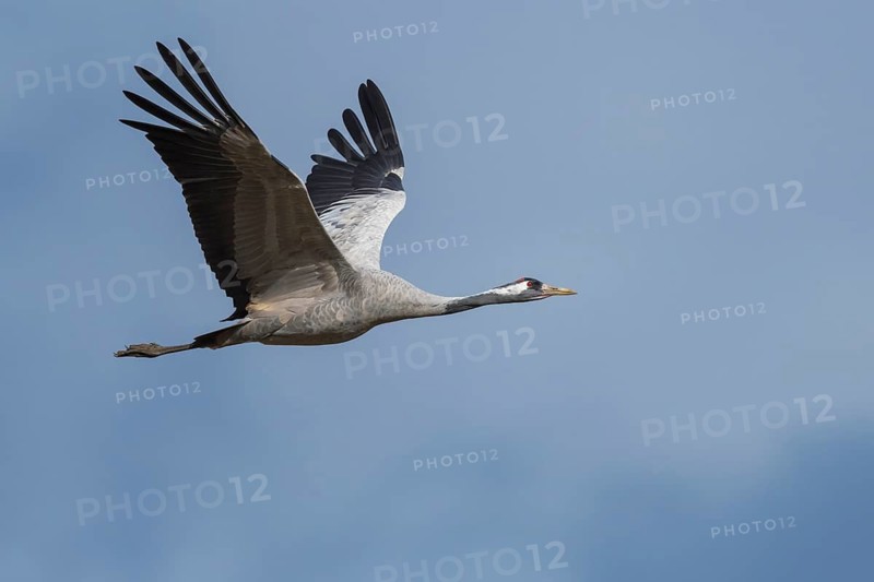 Common Crane (Grus grus) flying, Mecklenburg-Western Pomerania, Germany