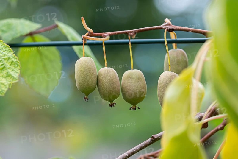 Mini kiwi (Actinidia arguta),  Germany