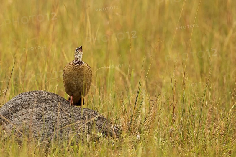 Crested Francolin (Dendroperdix sephaena) calling, perched on a rock, Lake Mburo National Park, Uganda