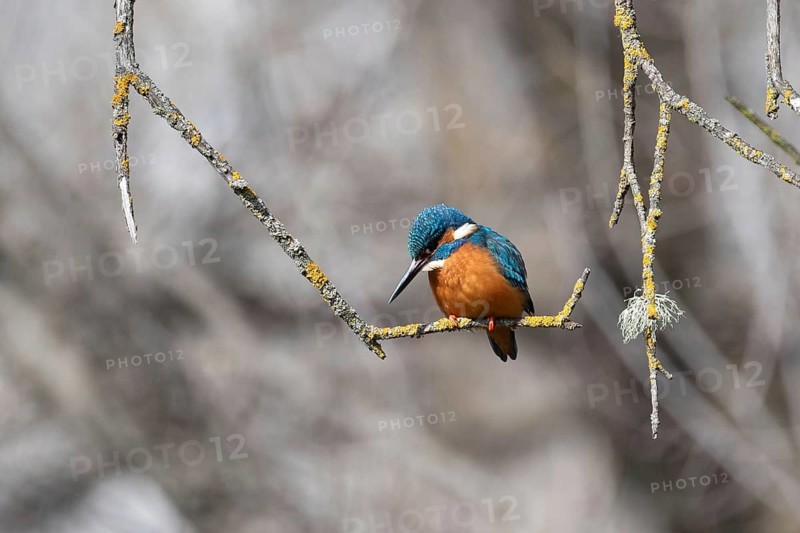 A vibrant kingfisher sits on a mossy branch, showcasing its bright blue and orange plumage against a blurred natural background
