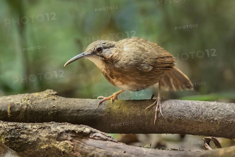 Short-tailed Scimitar Babbler (Jabouilleia danjoui), Bidoup National Park, Vietnam