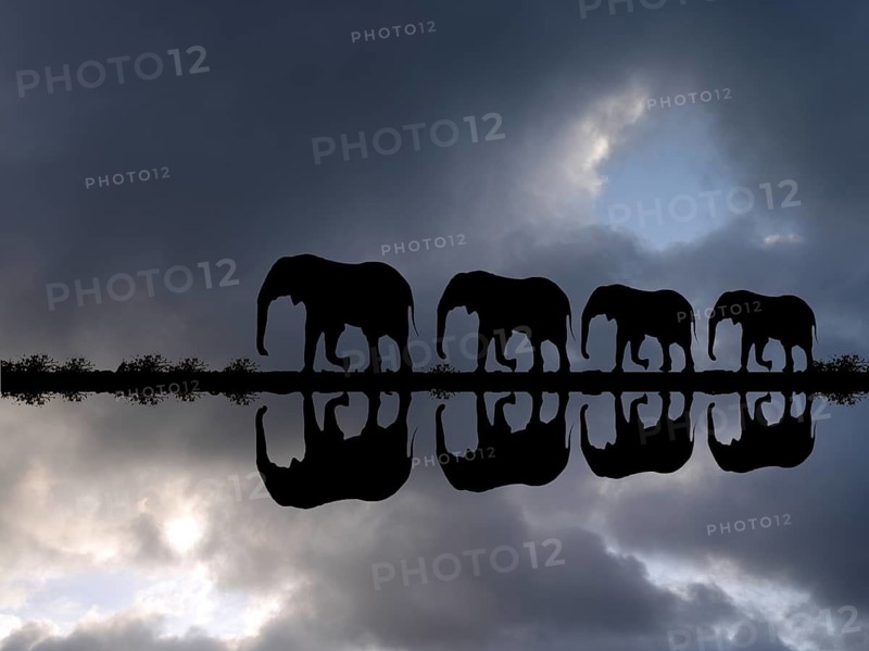 Elephant family reflected in the water during a thunderstorm, (Loxodonta africana), Botswana, Okovango Delta, Okovango Delta, Botswana