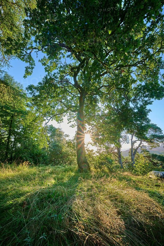 The morning sun shimmers through the branches of a tall tree, Queens View, Fincastle, Pitlochry, Scotland, United Kingdom, Great Britain