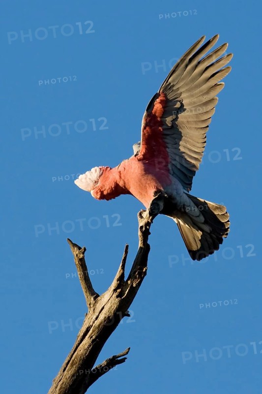 Galah (Eolophus roseicapilla), Australian Capital Territory, Australia