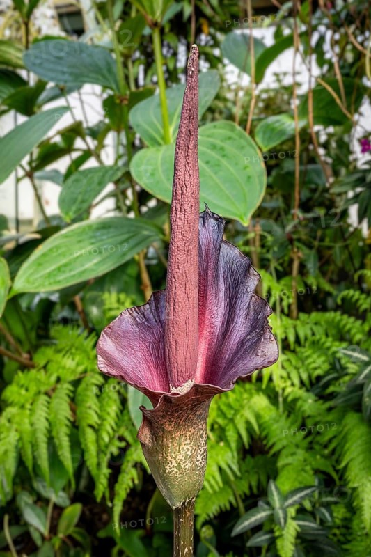 Inflorescence of an Amorphophallus, Araceae, titanium root, smelling of rotten meat