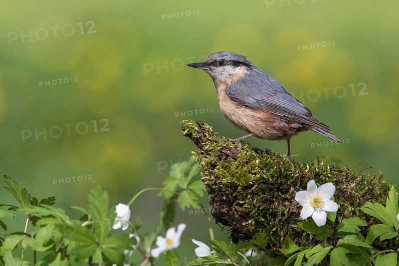 Eurasian Nuthatch (Sitta europaea) perched on a stump amongst flowers, Poland