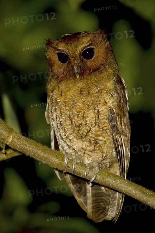 Rufescent Screech Owl (Megascops ingens), Manu National Park, Peru