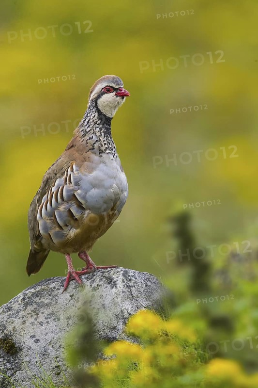 Red-legged Partridge (Alectoris rufa), Yorkshire, United Kingdom