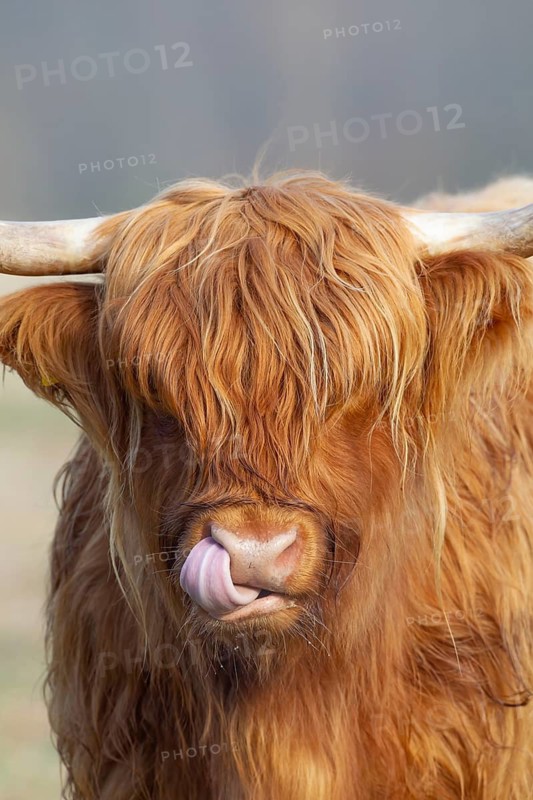 Highland cow or cattle (Bos taurus taurus) adult farm animal sticking its tongue out, England, United Kingdom