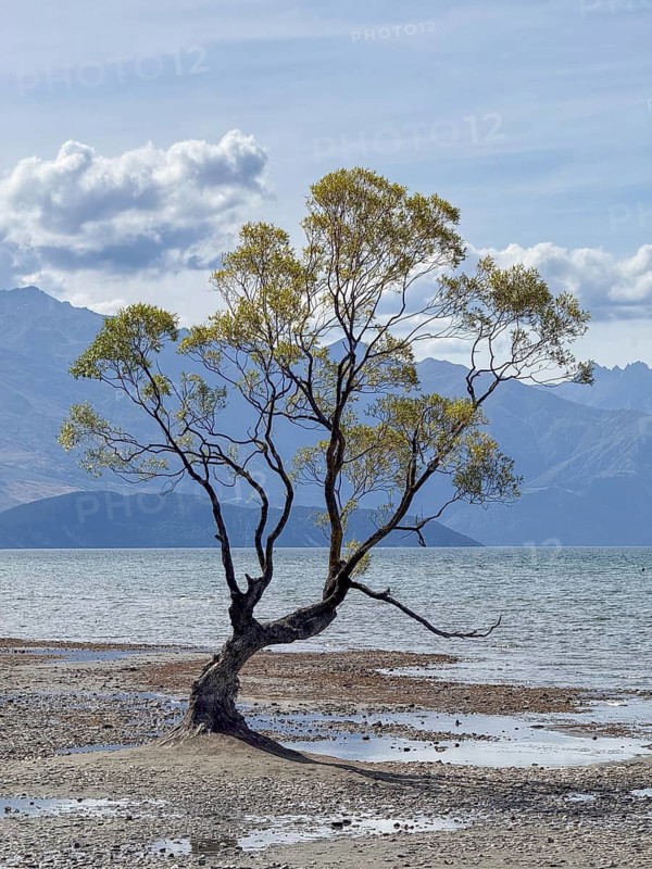 Wanaka Tree in Roys Bay, Lake Wanaka, Wanaka, South Island, New Zealand, Oceania