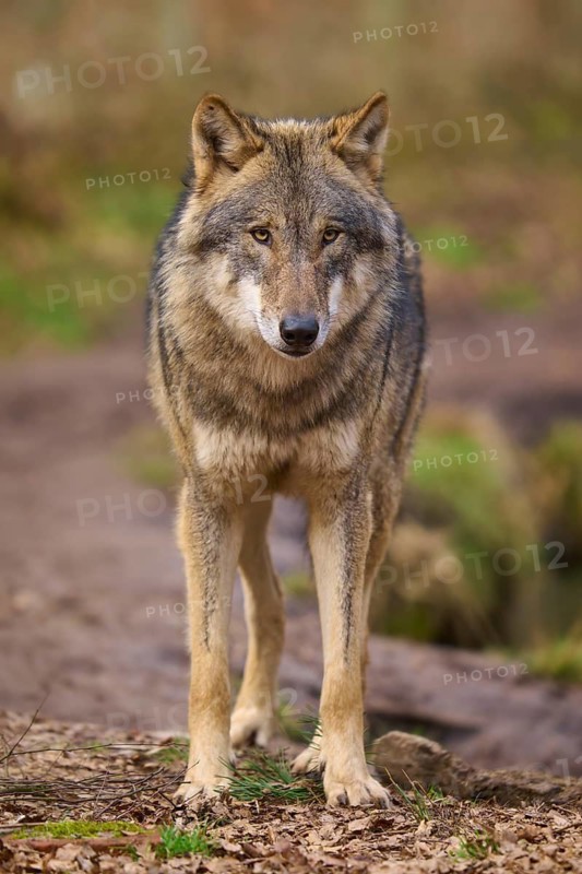 A wolf stands attentively on a forest path and looks ahead, Wolf (Canis lupus), Germany