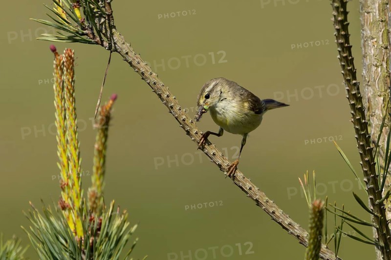 Willow warbler (Phylloscopus trochilus) adult songbird bird with insects for food in its beak in a tree in spring, Suffolk, England, United Kingdom