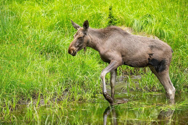 Eurasian elk (Alces alces) walking in a little swamp in early summer, Bavarian Forest, Bavaria, Germany