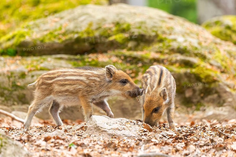 Wild boar (Sus scrofa) piglets in a forest, Bavaria, Germany