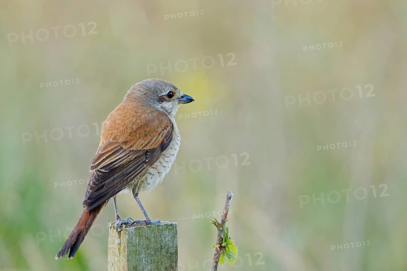 Female red-backed shrike (Lanius collurio) perched on a wooden post in open meadow habitat, Poland