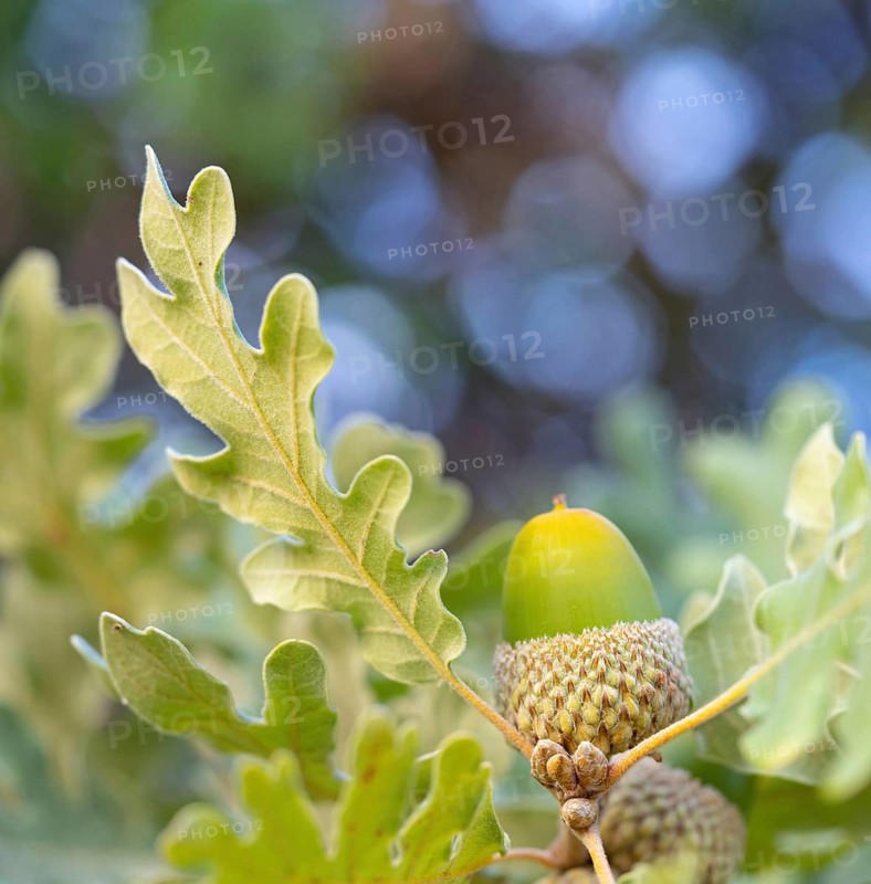 Cork oak (Quercus suber), acorn, Birdwatching Villuercas, Canamero, Extremadura / Caceres, Spain